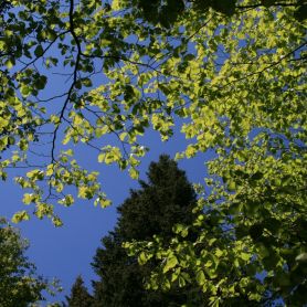 Il cielo oltre i faggi