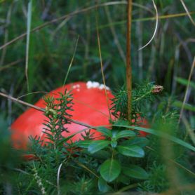 Il rosso fra il verde !!