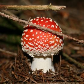 L'amanita